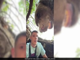 Watch: Man Narrowly Escapes Bear Attack After Entering Its Den Watch: Man Narrowly Escapes Bear Attack After Entering Its Den