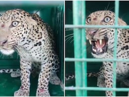 Udaipur Leopard: उदयपुर में पकड़े गए दोनों तेंदुए के दांत घिसे हुए, अब सवाल कि नरभक्षी कौन, या दोनों नहीं?