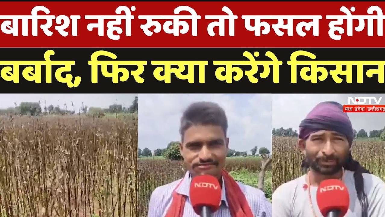 Chhatarpur: बारिश नहीं रुकी तो फसल होंगी बर्बाद, फिर क्या करेंगे किसान