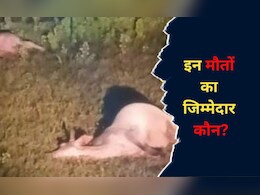 MP: जहरीली घास खाने से 16 गोवंश की मौत, अफसरों ने तुरंत दफनवाया शव, जानें क्या है पूरा मामला 