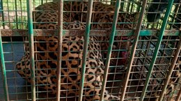Udaipur Leopard News: एक की तलाश थी, मगर पिजरों में कैद हुए दो तेंदुए, उदयपुर में 5 दिन बाद खत्म हुआ 'आदमखोर' का खौफ