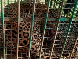 Udaipur Leopard News: एक की तलाश थी, मगर पिजरों में कैद हुए दो तेंदुए, उदयपुर में 5 दिन बाद खत्म हुआ 'आदमखोर' का खौफ