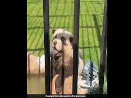 Watch: Panting, Barking Dogs Painted As Pandas At China Zoo Watch: Panting, Barking Dogs Painted As Pandas At China Zoo