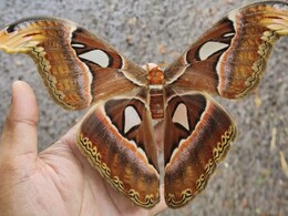 माणगावात आढळले महाकाय पाखरू, अवघे 7 दिवसांचे असते आयुष्य