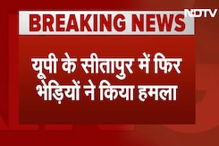 Wolf Attack in UP: UP के सीतापुर में भेड़ियों ने फिर किया हमला | Breaking News Wolf Attack in UP: UP के सीतापुर में भेड़ियों ने फिर किया हमला | Breaking News