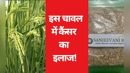 बस्तर के इस चावल से होगा कैंसर का इलाज! रिसर्च में हुए कई खुलासे, PM के हाथों लांच कराने की तैयारी&nbsp;