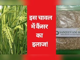 बस्तर के इस चावल से होगा कैंसर का इलाज! रिसर्च में हुए कई खुलासे, PM के हाथों लांच कराने की तैयारी 