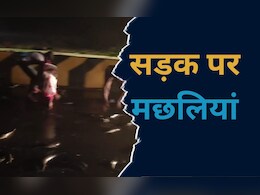 MP News: सड़क पर तैरती दिखीं मछलियां, पकड़ने के लिए टूट पड़े लोग, जानें क्या है पूरा मामला MP News: सड़क पर तैरती दिखीं मछलियां, पकड़ने के लिए टूट पड़े लोग, जानें क्या है पूरा मामला