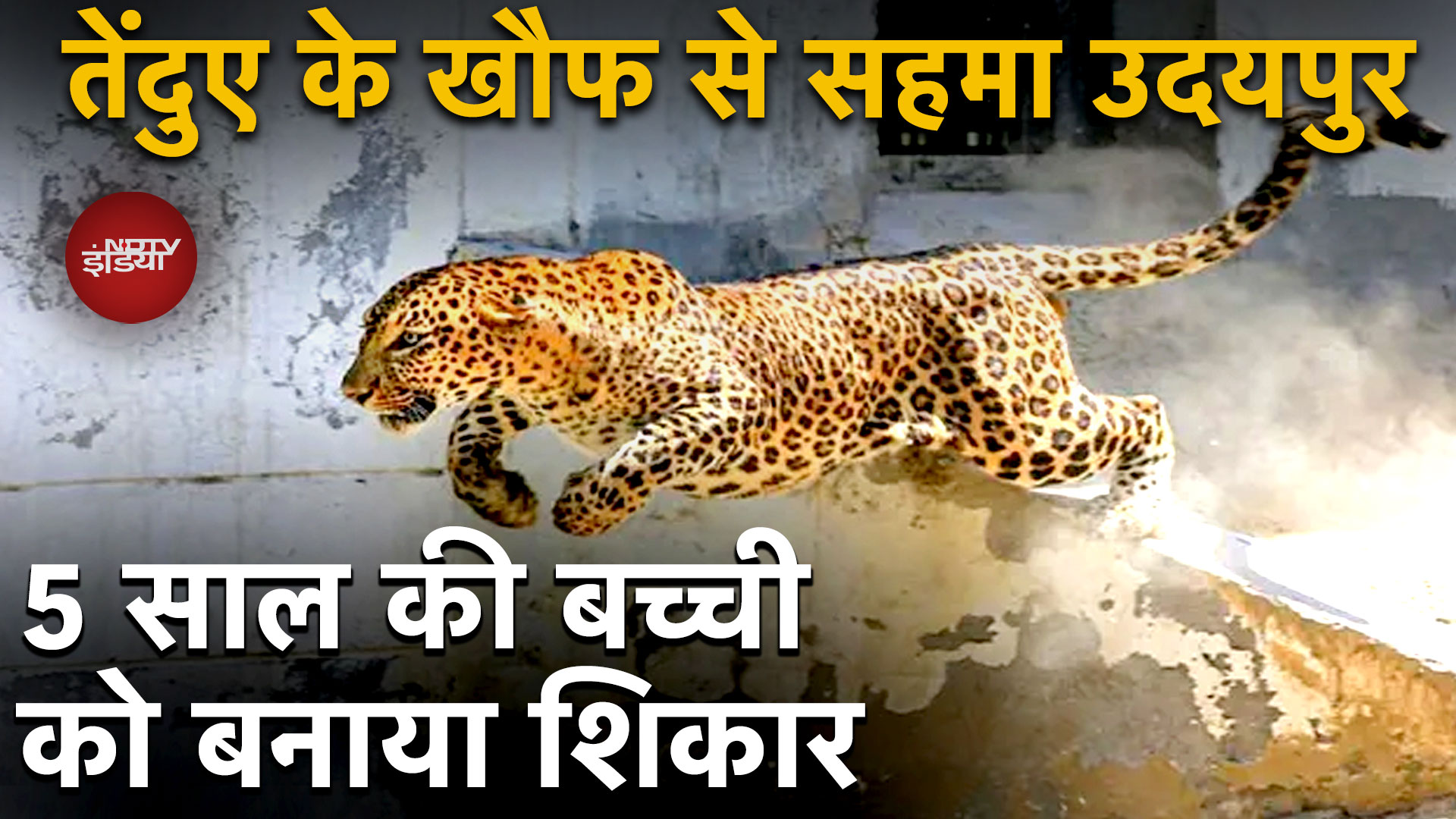 Udaipur में तेंदुए का आतंक, 5 साल की बच्ची को बनाया शिकार, Forest Department का क्या है एक्शन प्लान?