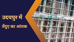 उदयपुर में एक और पैंथर पिंजरे में कैद, अब तक कुल 4 तेंदुए आ चुके हैं पकड़ में