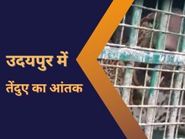उदयपुर में एक और पैंथर पिंजरे में कैद, अब तक कुल 4 तेंदुए आ चुके हैं पकड़ में
