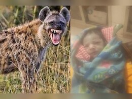 रणथम्भौर में मां के सामने 2 महीने की बच्ची को जबड़े में दबा ले गया जरख, बेबस मां कुछ नहीं कर पाई 