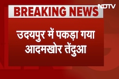 उदयपुर में पकड़ा गया आदमखोर तेंदुआ, 3 लोगों की जान ले चुका था तेंदुआ उदयपुर में पकड़ा गया आदमखोर तेंदुआ, 3 लोगों की जान ले चुका था तेंदुआ