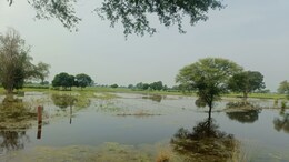 Rain In Rajasthan: राजस्थान में बारिश ने मचाई तबाही, धौलपुर में खरीफ की फसल हुई पूरी तरह चौपट