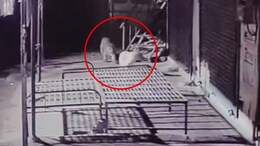 Video: Leopard Attack Caught On Camera, Pet Dog Falls Prey In Pune