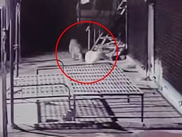 Video: Leopard Attack Caught On Camera, Pet Dog Falls Prey In Pune