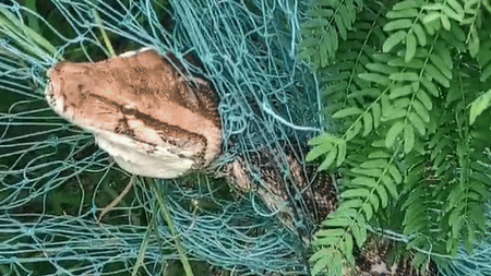 OMG! इतना बड़ा अजगर देख फटी रह जाएंगी आंखें, बाल बाल बची उसकी जान