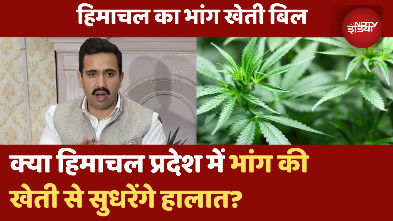हिमाचल में भांग पर सियासत | क्या है भांग की खेती बिल