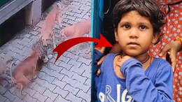 भरतपुर में कुत्तों ने 5 साल की मासूम को नोंचा, हाई कोर्ट जस्टिस ने कहा- 'सरकार क्या कर रही.. हमारे गली में भी कुत्ते हैं'