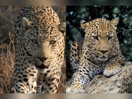 उदयपुर में पकड़ा गया 'आदमखोर जानवर'  पैंथर नहीं तेंदुआ निकला, जानें दोनों में क्या है अंतर