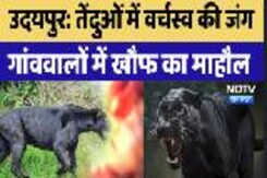 Udaipur News : तेंदुओं में वर्चस्व की जंग, गांववालों में खौफ का माहौल | Udaipur News : तेंदुओं में वर्चस्व की जंग, गांववालों में खौफ का माहौल |