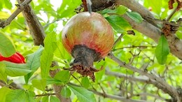रेगिस्तान में अनार की फसल पर बैक्टीरियल ब्लाइट की आफत! कृषि वैज्ञानिकों ने बताया उपाय