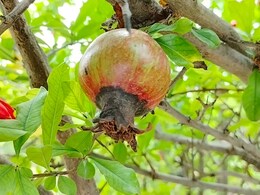 रेगिस्तान में अनार की फसल पर बैक्टीरियल ब्लाइट की आफत! कृषि वैज्ञानिकों ने बताया उपाय