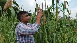 किसानों के लिए वरदान साबित हो रहा जोधपुर का मिलेट्स रिसर्च सेंटर, देशभर में 60% बाजरा देता है राजस्थान