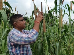 किसानों के लिए वरदान साबित हो रहा जोधपुर का मिलेट्स रिसर्च सेंटर, देशभर में 60% बाजरा देता है राजस्थान किसानों के लिए वरदान साबित हो रहा जोधपुर का मिलेट्स रिसर्च सेंटर, देशभर में 60% बाजरा देता है राजस्थान