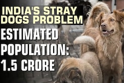 How To Handle Stray Dog Crisis In India, Which Has World's Highest Rabies Deaths How To Handle Stray Dog Crisis In India, Which Has World's Highest Rabies Deaths