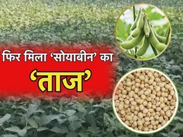 मध्य प्रदेश फिर बना 'सोया प्रदेश', इन पड़ोसी राज्यों को पछाड़ निकला आगे