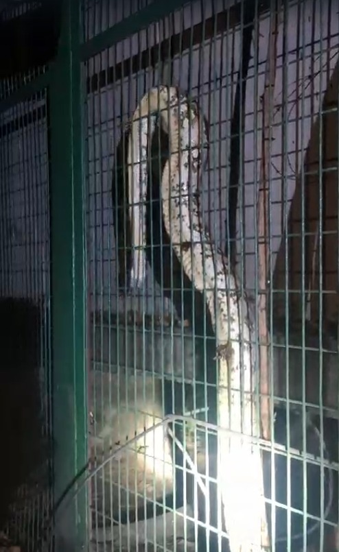 Massive Python In House Giant Python Gets Into Power House In Lucknow, Causes Outage