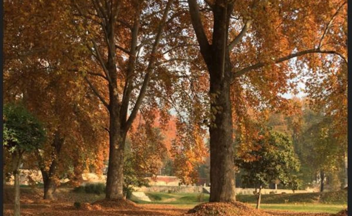 Now, Locate The Tallest Chinar Tree In Kashmir Using QR Code