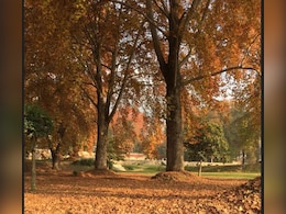 Now, Locate The Tallest Chinar Tree In Kashmir Using QR Code Now, Locate The Tallest Chinar Tree In Kashmir Using QR Code