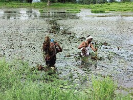 MP के किसानों को तगड़ा झटका, सिंघाड़ा की खेती में 90 फीसदी तक नुकसान; हिस्से आया सिर्फ सर्वे का लॉलीपॉप