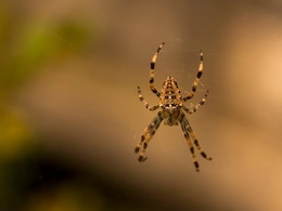 British Man Develops Flesh-Eating Disease After Being Bitten By Deadly Spider British Man Develops Flesh-Eating Disease After Being Bitten By Deadly Spider