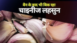 Chinese Garlic: चाइनीज लहसुन पर क्यों मचा है हंगामा, राजस्थान में भी चिंता