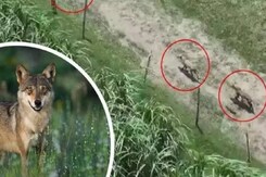 48 घंटे में 6 बार हमला, दिए गए गोली मारने के आदेश, Special Team पहुंची Bahraich 48 घंटे में 6 बार हमला, दिए गए गोली मारने के आदेश, Special Team पहुंची Bahraich