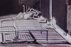 Video: Leopard Attack Caught On Camera, Pet Dog Falls Prey In Pune Video: Leopard Attack Caught On Camera, Pet Dog Falls Prey In Pune