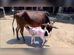 किशनगंज : मुस्लिम परिवार के घर गाय ने दिया छह पैर वाला बछड़े को जन्म, देखने के लिए उमड़ी भीड़