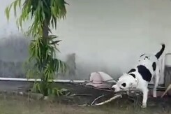 Dog Kills Poisonous Snake, Saves Kids Dog Kills Poisonous Snake, Saves Kids