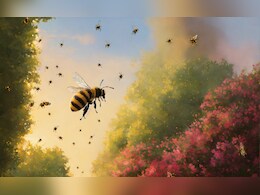 बच्चों संग नहा रही थी मां, मधुमक्खियों ने अचानक कर दिया हमला, 4 की मौत बच्चों संग नहा रही थी मां, मधुमक्खियों ने अचानक कर दिया हमला, 4 की मौत