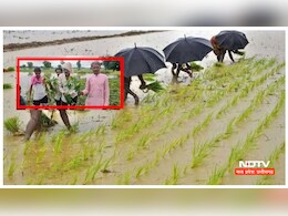 डैम का गेट खुलते ही बर्बाद हुई फसल! किसानों ने रोते हुए कहा- "हमें मुआवजा दे सरकार"