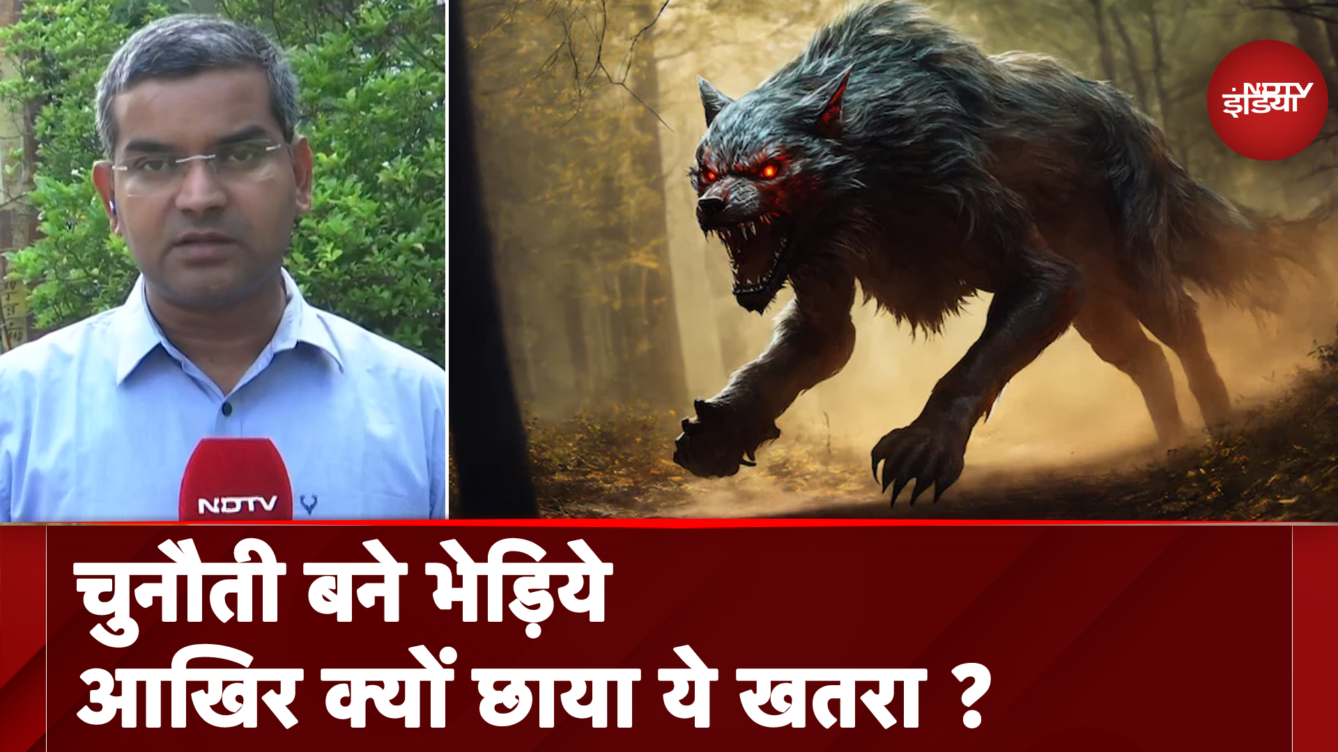 Wolf Attack: बहराइच में क्यों छाया भेड़ियों का आतंक, आखिर कब लगेगी इस पर लगाम