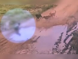 5-Year-Old Attacked, Injured By Pack Of Stray Dogs In Pune