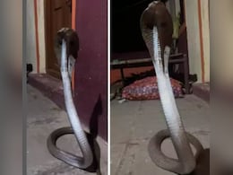 घर की चौखट पर फन फैलाकर फुफकार मार था सांप, तभी दरवाजे से गुजर रहे शख्स पर कर दिया वार घर की चौखट पर फन फैलाकर फुफकार मार था सांप, तभी दरवाजे से गुजर रहे शख्स पर कर दिया वार