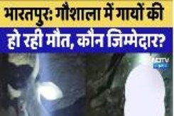 Bharatpur News: गौशाला में गायों की हो रही मौत, कौन जिम्मेदार?, नोच-नोच कर खा रहे कुत्ते Bharatpur News: गौशाला में गायों की हो रही मौत, कौन जिम्मेदार?, नोच-नोच कर खा रहे कुत्ते