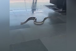 Video: 6-Foot-Long Snake On Platform Causes Panic At Rishikesh Station Video: 6-Foot-Long Snake On Platform Causes Panic At Rishikesh Station
