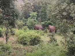 Man Killed By Wild Elephants In City Where 10 Tuskers Have Died In 3 Days Man Killed By Wild Elephants In City Where 10 Tuskers Have Died In 3 Days
