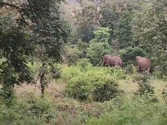 After Elephant Attack Kills 22, Jharkhand Declares 'Emergency'